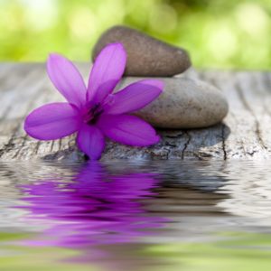 flower with stones and water