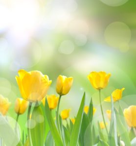 yellow tulips